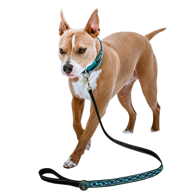 LED Light Dog Leash