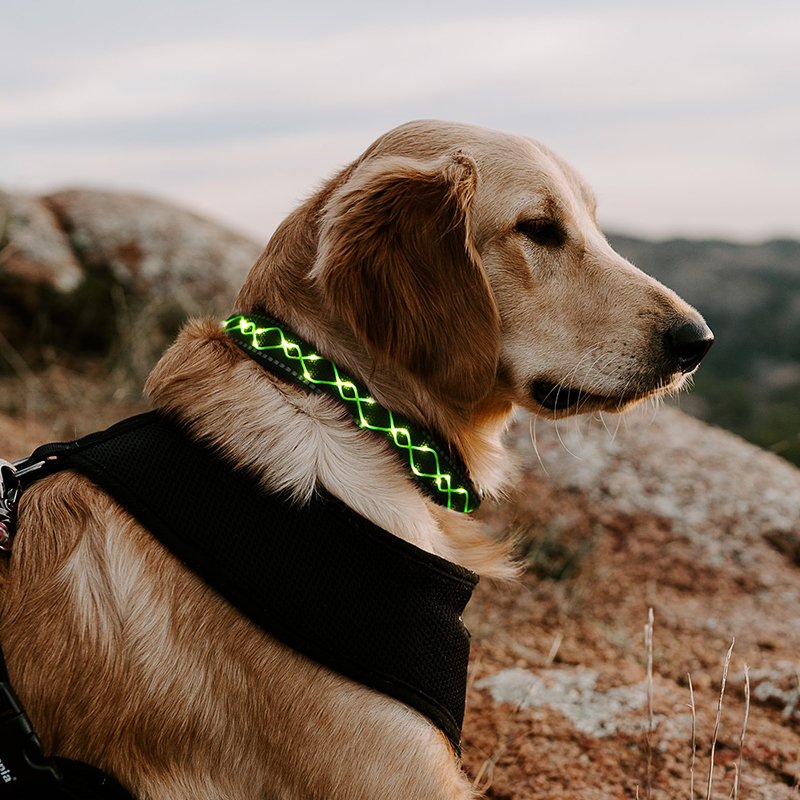 LED Light Dog Collar